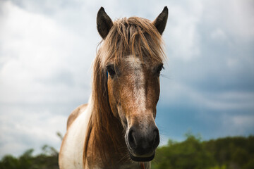 Fototapeta premium White horse standing in a field with green grass in the sun