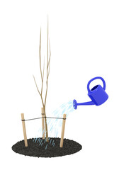 Watering of a just planted sapling in the garden. Isolated on white background. 3D illustration