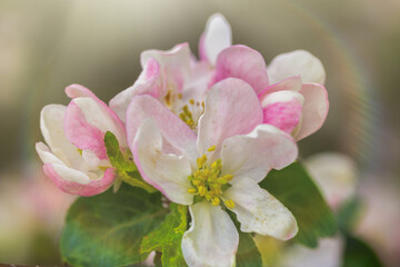 Naklejka na ściany i meble Blossom Apple Tree in April on a transparent spring day in bright sunlight.