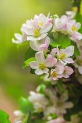 Obraz na płótnie Canvas Blossom Apple Tree in April on a transparent spring day in bright sunlight.