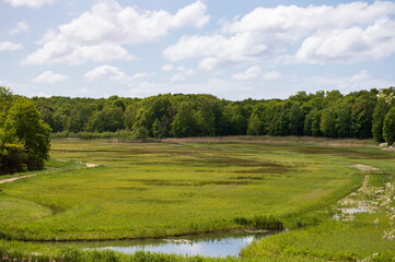 View over a marshland bordering the edge of a dutch forest