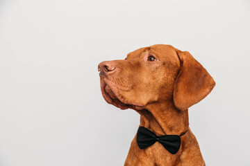 Beautiful red vizsla dog in a bow tie as a gentleman. Business style dog.