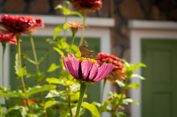Butterfly on a pink daisy