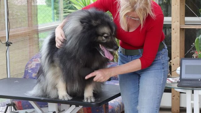 Footage showing trimed Wolf Spitz Dog by professional groomer woman.