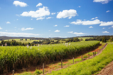 Fototapeta na wymiar Australian Sugarcane Fields and Landscape