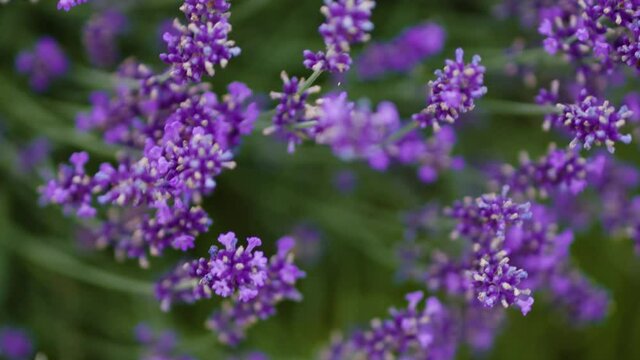 Close up of bees flying over the lavender bush