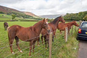 Fototapeta premium Horses in the Black mountains