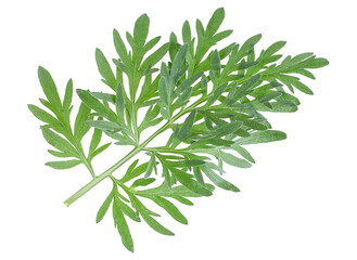 Sprig of medicinal wormwood on a white background. Sagebrush sprig. Artemisia, mugwort. Absinthe wormwood. - obrazy, fototapety, plakaty