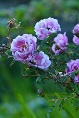 pink rose bush