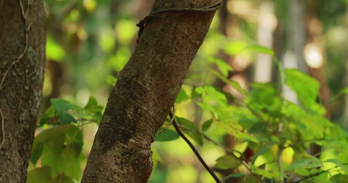 Goa, India. Two Tree Trunks With Ragged Bark Is Cinnamomum Zeylanicum. Tilt