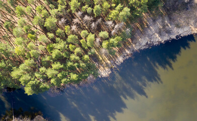 green forest, view from above
