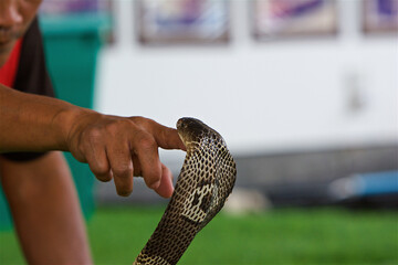 king cobra trainer, animal of prey, snake against man, snake venom for medicine, death from a...
