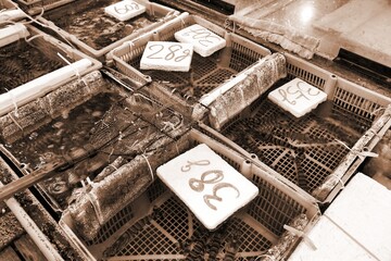 Fish market - Tsukiji in Tokyo. Sepia toned vintage filter photo.