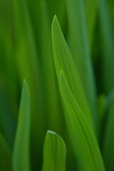 close up of green grass