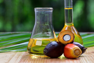 Red Oil Palm seed and leaf