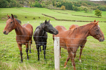 Horses in the Black mountains of Wales in the Autumn