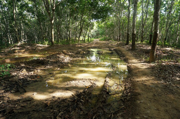Pools of rainwater on a dirt road in farming rubber trees. Location: Sangatta, East Kalimantan/Indonesia.                                
