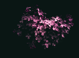 Photo of blooming lilac. Photo with post-processing.