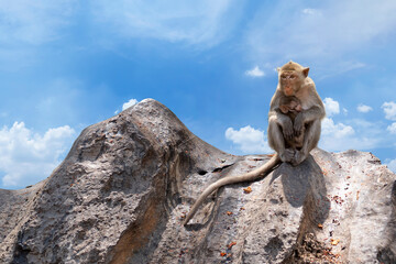 Fototapeta na wymiar Mother monkeys take care of baby monkeys at high hills and beautiful sky.