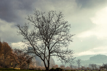 Fototapeta na wymiar Landscape of a lonely tree in the meadows