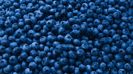 Fresh blueberry background. Texture blueberry berries close up.