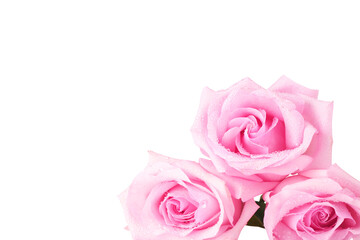 Fototapeta na wymiar Pink roses isolated on white background. Close-up.