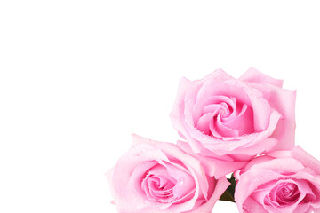 Pink roses isolated on white background. Close-up.