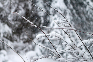 Snow Falling On Branches Winter Scene