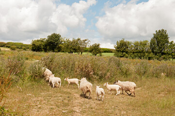 Fototapeta na wymiar Flock of sheep in the summertime