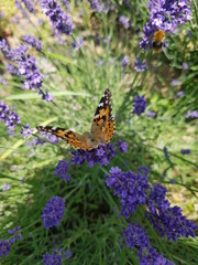 Schmetterling Lavendel