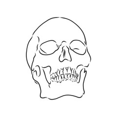Hand painting of human skull. human skull, vector sketch illustration