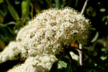 Viburnum Shrub Blossom White Flower