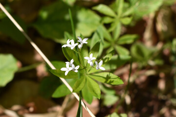 Waldmeister, Galium odoratum, blüht im Mai in offenen Wäldern