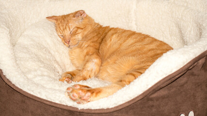Ginger cat sleeping in a basket