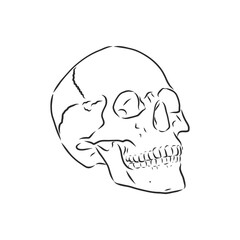Hand painting of human skull. human skull, vector sketch illustration
