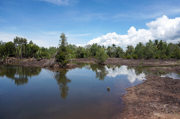 Fototapeta na wymiar Mangroves are deliberately damaged to make fish and shrimp ponds and roads 