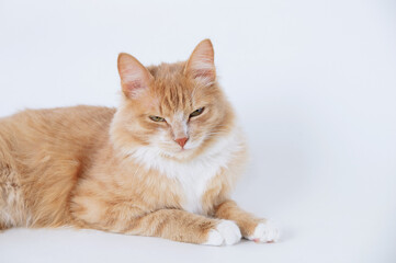 Fototapeta na wymiar Dissatisfied ginger kitten lying on white background close-up.