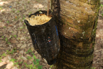 Rubber tree plantation. Milky latex extracted from rubber tree (Hevea Brasiliensis). Selective...
