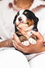 Bernese mountain dog puppy in female hands, care for animals, newborns