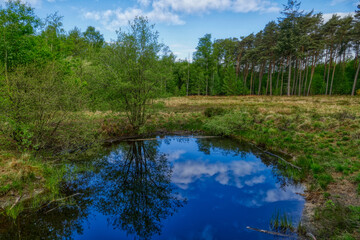 Fototapeta na wymiar Moor in der Heide in Solingen Ohligs