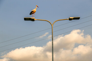 Stork sitting on lamp post against sky