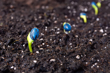 sunflower sprouts sown in a row, on a background of soil