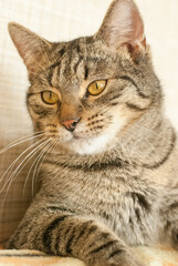 cat domestic cat lies on the couch looking to the left