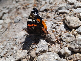 Fototapeta na wymiar Schmetterling11