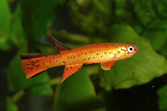 Aphyosemion congicum. Aphyosemion is a genus of African rivulines endemic as the name indicates to Africa. Many of these species are popular aquarium fish.