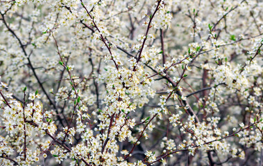 Branches of a blooming beautiful tree. Cherry tree in white flowers. Blurred background.