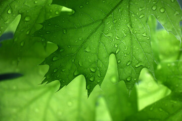 Young green leaves of an oak during a rain. Rear view. A background in green colors.