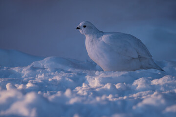A Willow Ptarmigan catches the last dim rays of the setting arctic sun in Yellowknife, Northwest Territories, Canada.