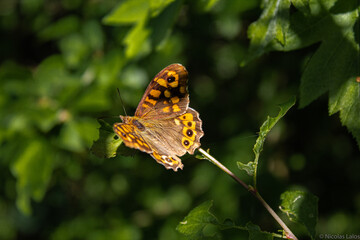 Fototapeta premium papillon