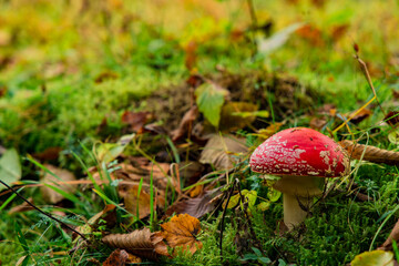 autumn time amanita mushroom September month season macro nature photography in forest scenery environment yellow and green color